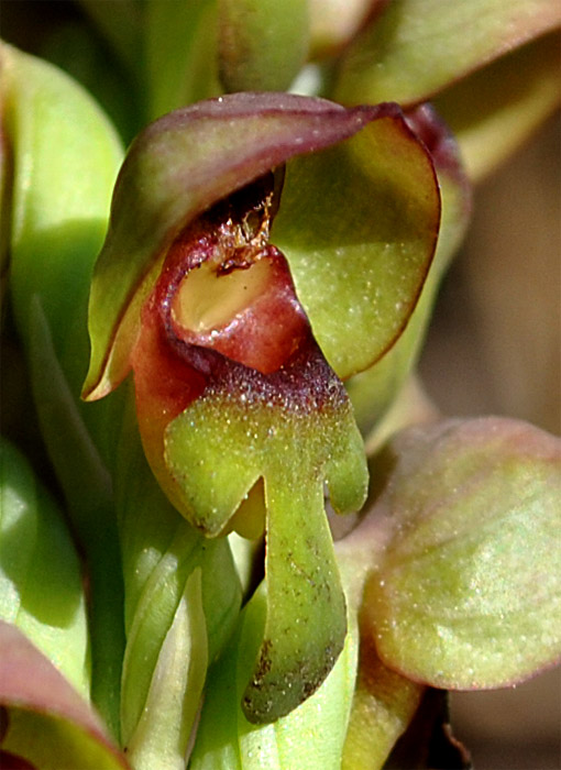 Image of Steveniella satyrioides specimen.