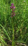 Anacamptis laxiflora ssp. elegans