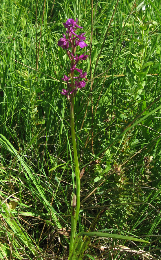 Image of Anacamptis laxiflora ssp. elegans specimen.