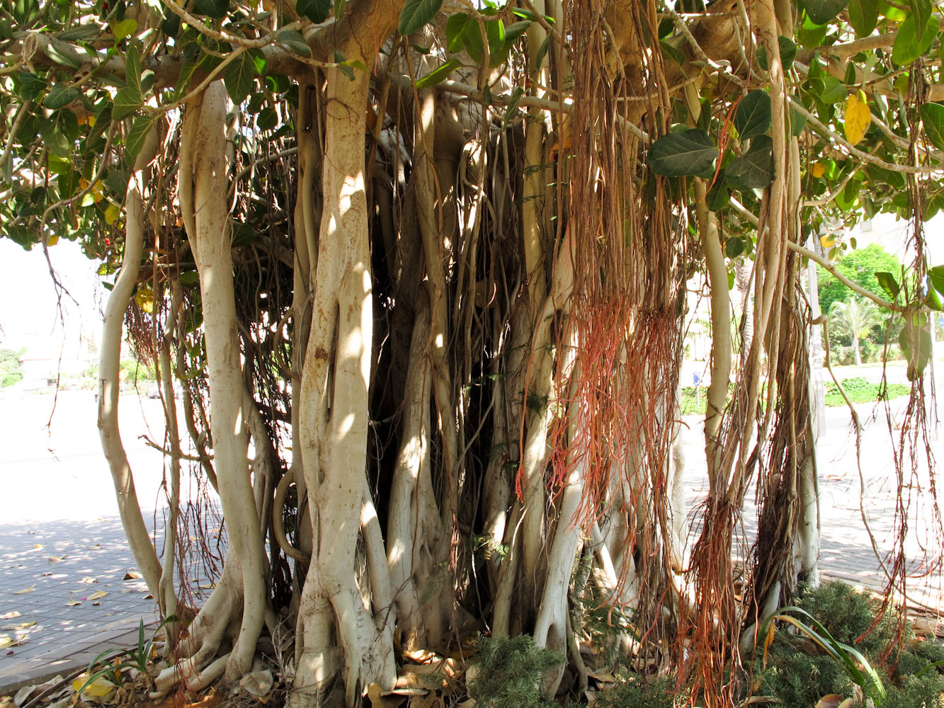 Изображение особи Ficus benghalensis.