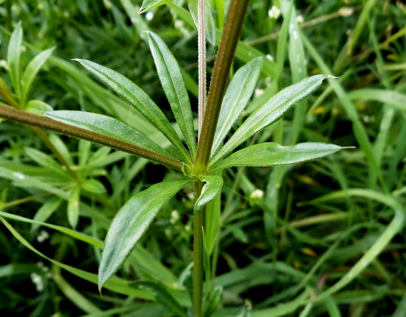 Image of Galium rivale specimen.