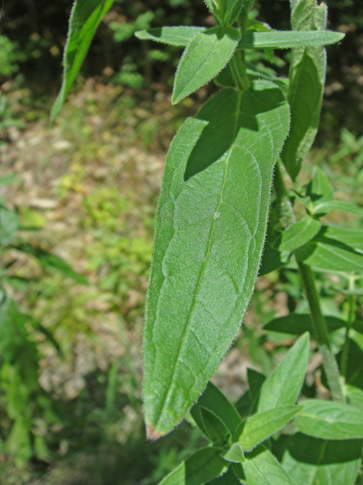 Image of Lythrum tomentosum specimen.