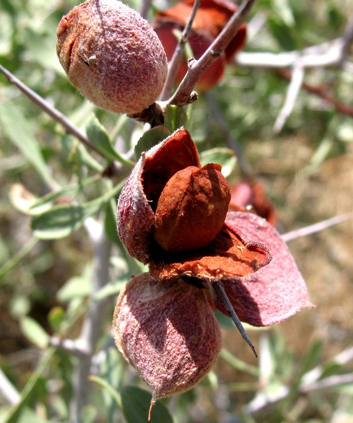 Image of Amygdalus turcomanica specimen.