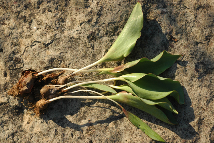 Image of Tulipa ivasczenkoae specimen.