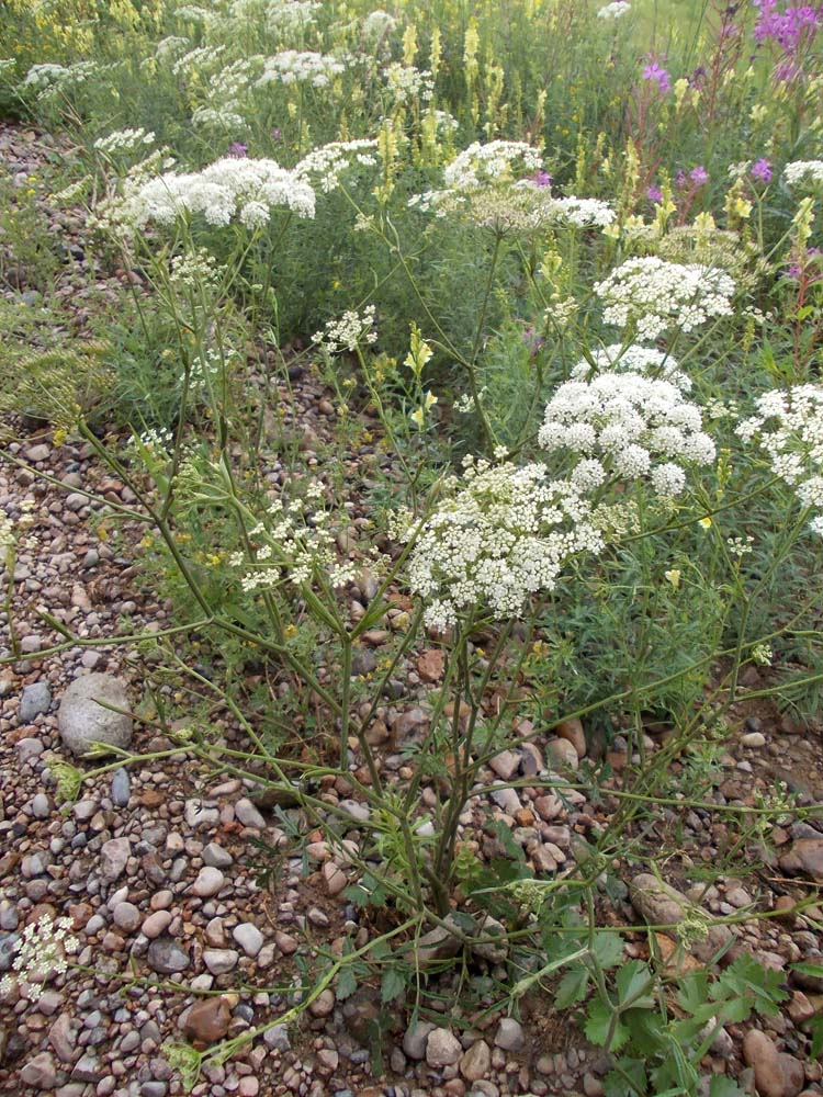 Изображение особи род Pimpinella.