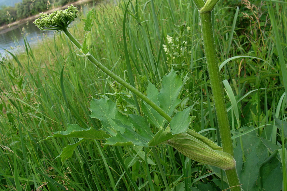 Image of Heracleum dissectum specimen.