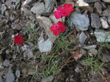 Dianthus mainensis