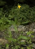 Sonchus arvensis. Цветущее растение. Владивосток, Академгородок. 19 августа 2012 г.