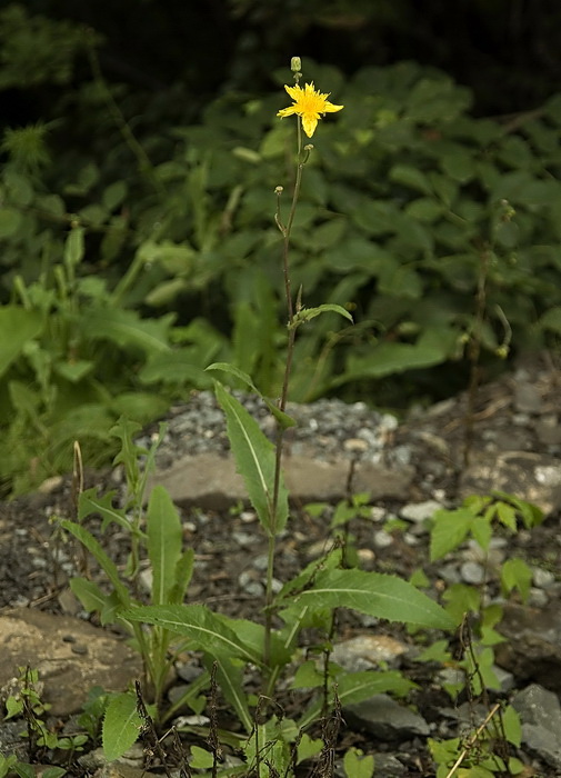 Изображение особи Sonchus arvensis.