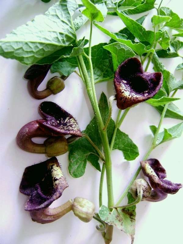 Image of Aristolochia bottae specimen.