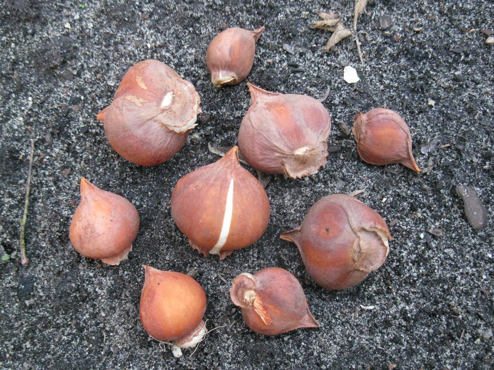 Image of Tulipa praestans specimen.