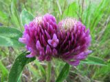 Trifolium pratense