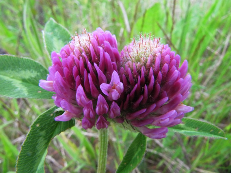 Изображение особи Trifolium pratense.