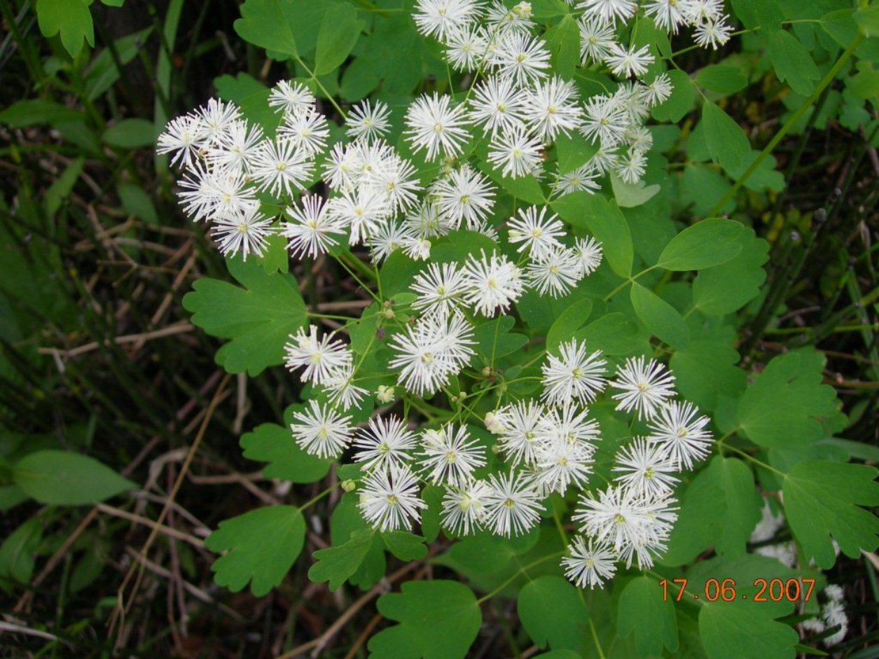 Изображение особи Thalictrum sachalinense.