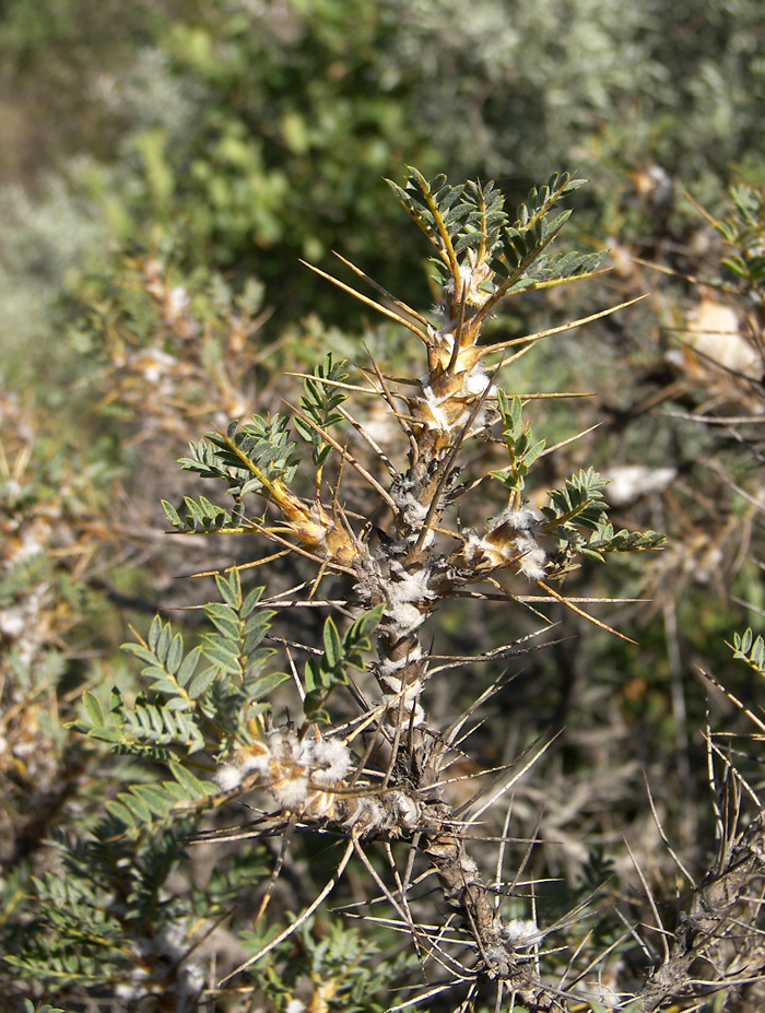Изображение особи Astragalus caucasicus.