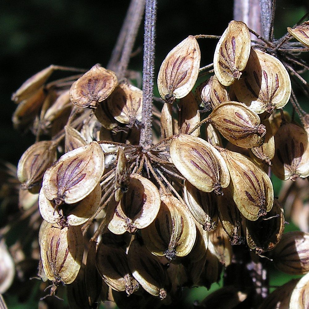 Image of Heracleum moellendorffii specimen.