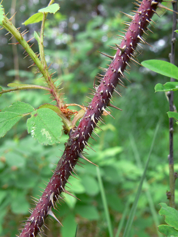 Изображение особи Rosa acicularis.