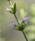 Micromeria myrtifolia. Часть соцветия. Israel, Mount Carmel. 09.05.2006.