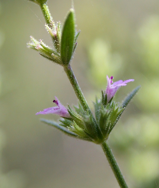 Image of Micromeria myrtifolia specimen.