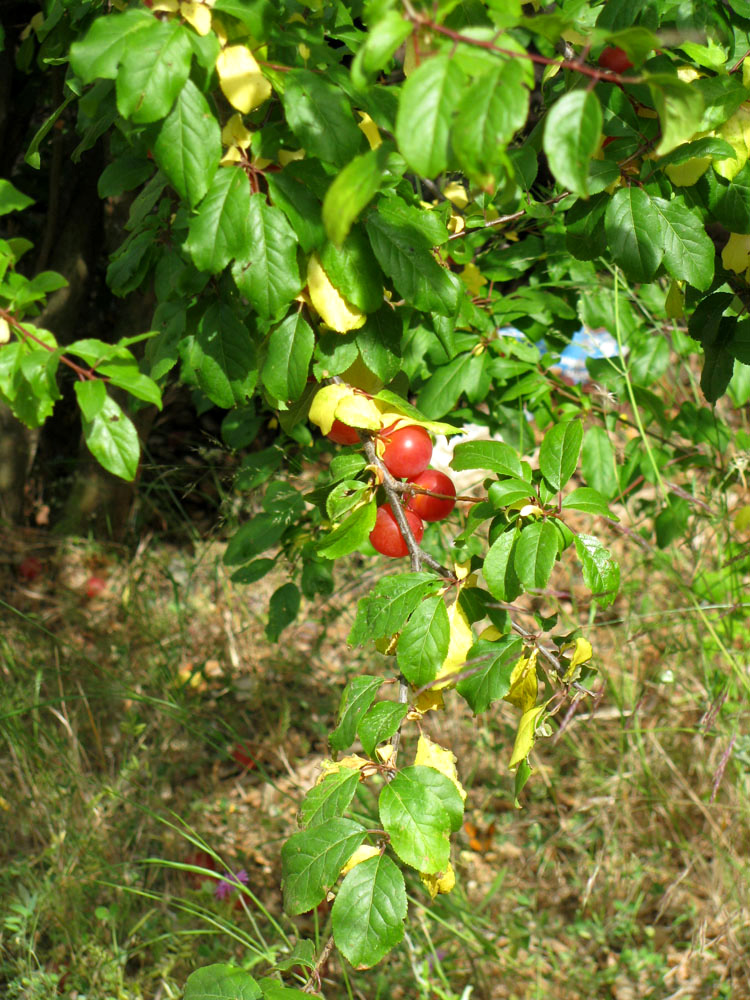 Image of Prunus cerasifera specimen.