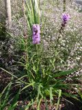 Liatris spicata