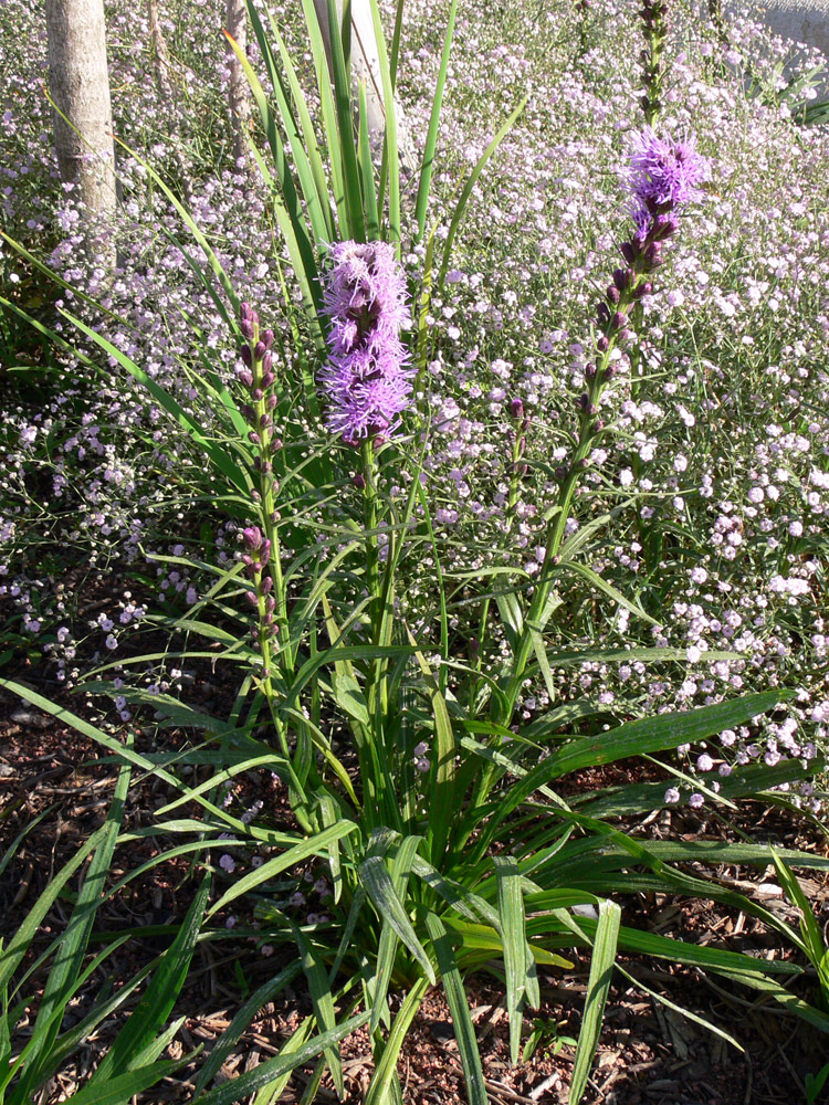 Изображение особи Liatris spicata.