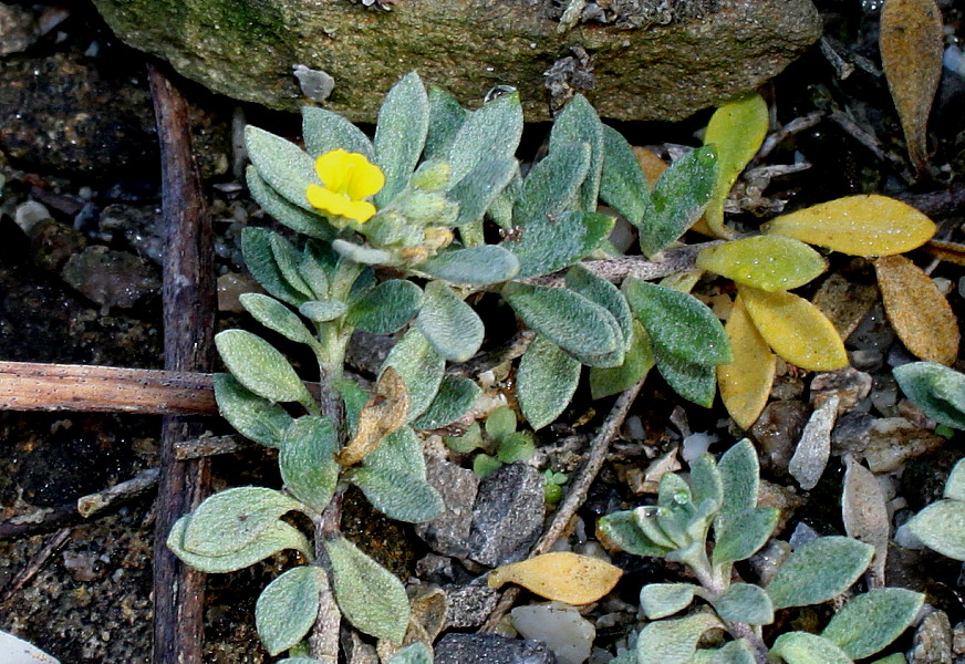 Изображение особи Alyssum wulfenianum.