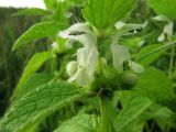 Lamium album subspecies orientale. Соцветие. Иркутская обл., г. Бодайбо, правый борт долины р. Витим, пустырь у забора. 17.07.2012.