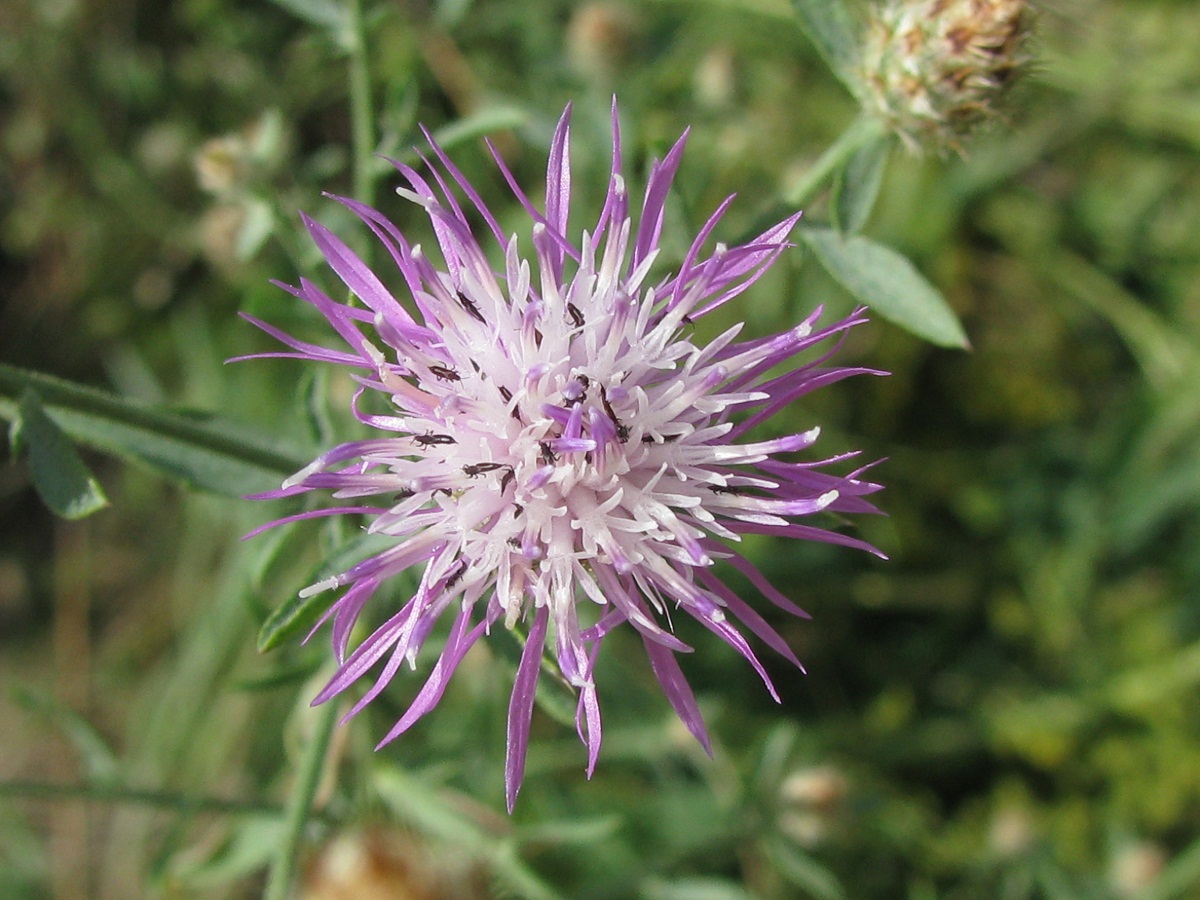 Image of Centaurea biebersteinii specimen.