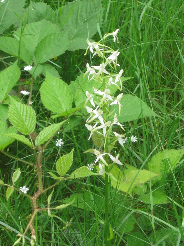 Изображение особи Platanthera bifolia.