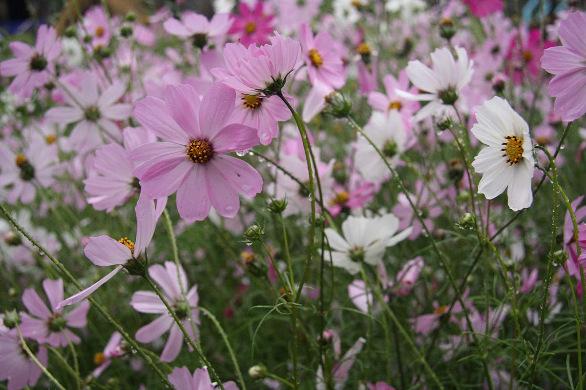 Изображение особи Cosmos bipinnatus.