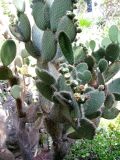 Opuntia leucotricha. Плодоносящее растение. Франция, Приморские Альпы, г. Сен-Жан-Кап-Ферра, вилла Эфрусси-де-Ротшильд, парк, сад кактусов. 20.06.2012.
