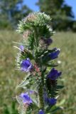 Echium vulgare. Верхушка побега с бутонами и цветками. Испания, автономное сообщество Кастилия и Леон, провинция Бургос, комарка Альфос-де-Бургос, окрестности г. Бургос, возле зарослей кустарников. 18.07.2012.