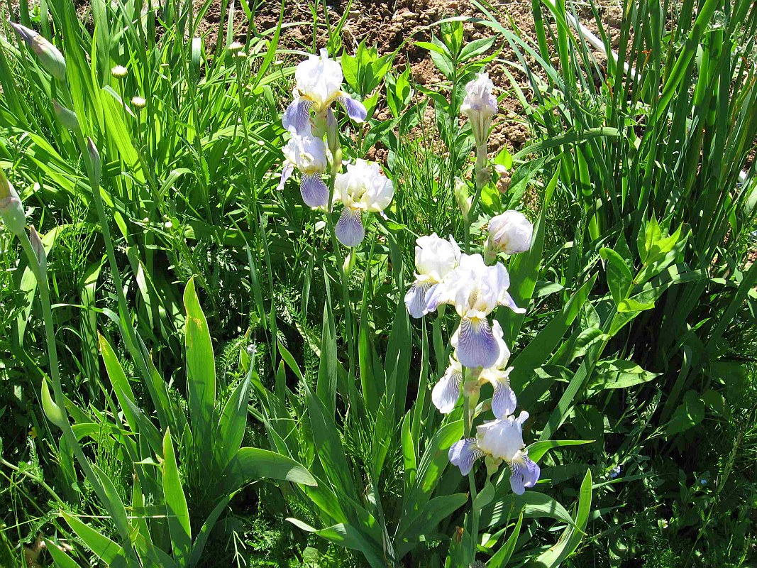 Изображение особи род Iris.