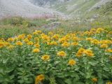 Inula grandiflora