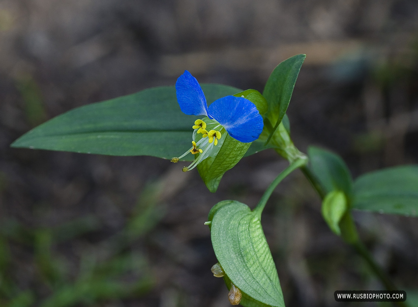 Изображение особи Commelina communis.