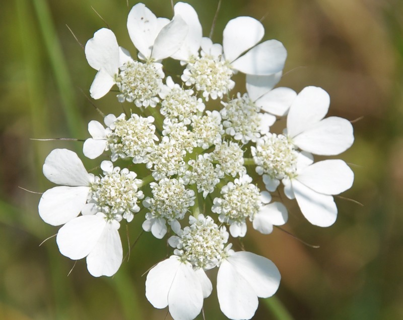 Изображение особи Tordylium officinale.