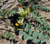 Astragalus altaicola