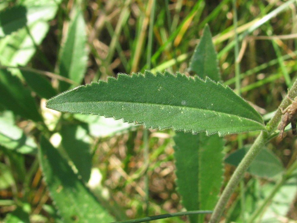 Изображение особи Veronica spicata.