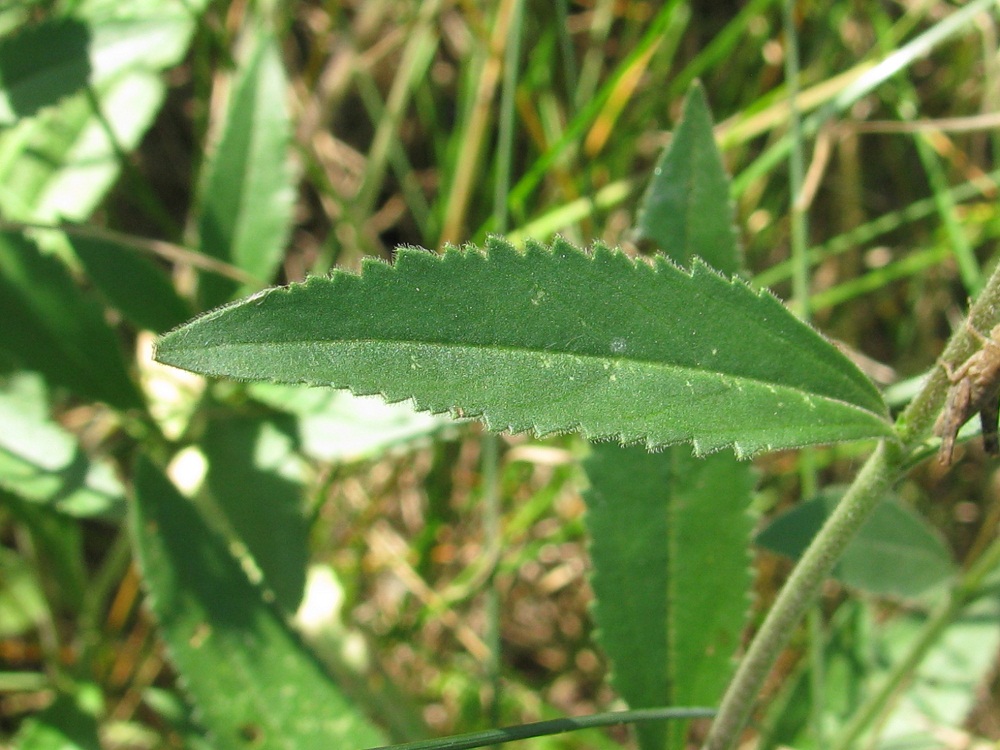 Изображение особи Veronica spicata.