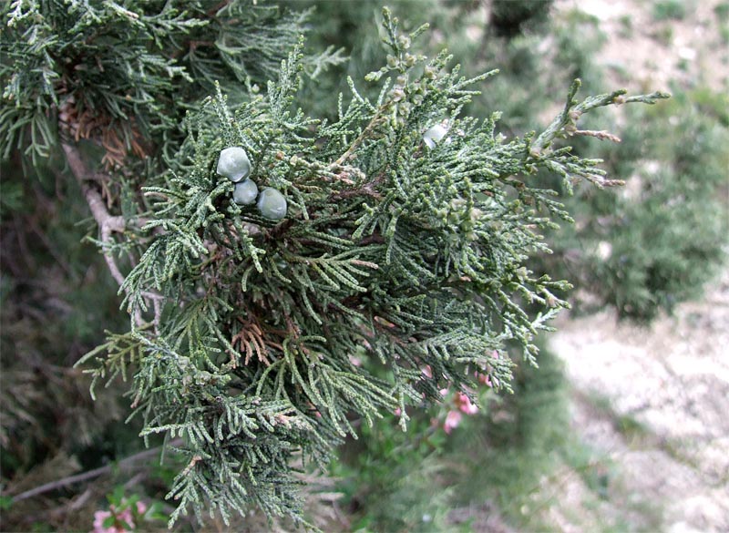 Image of Juniperus polycarpos specimen.