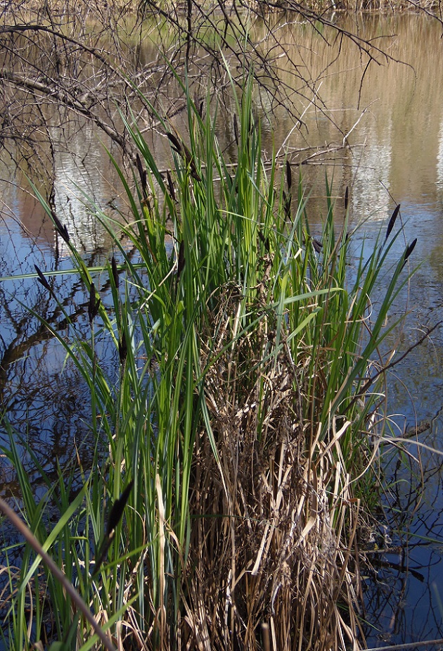 Изображение особи Carex riparia.