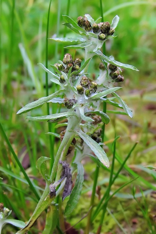 Изображение особи Gnaphalium uliginosum.