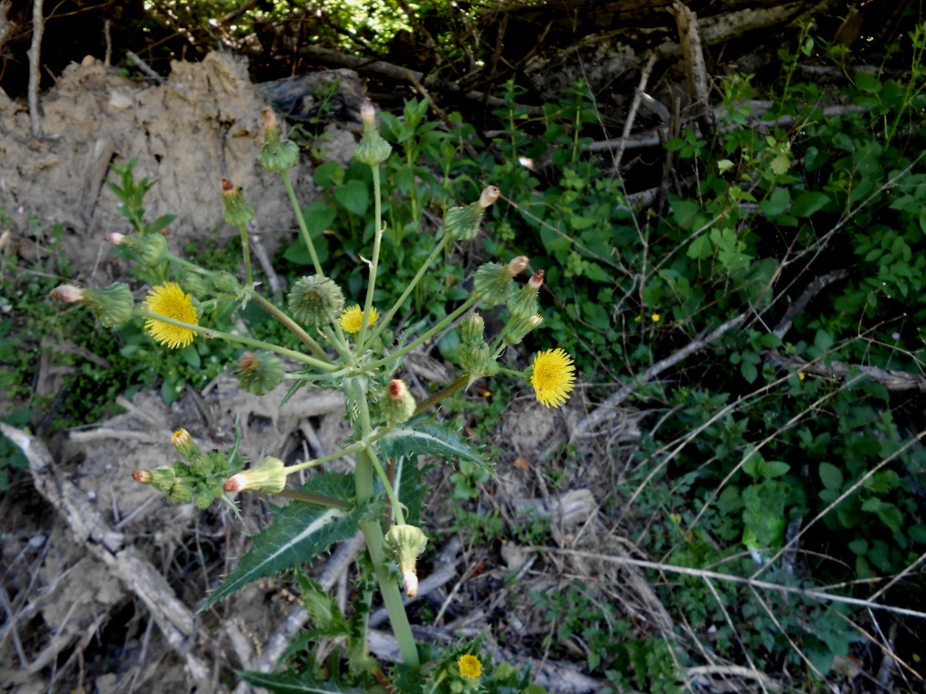 Изображение особи Sonchus oleraceus.