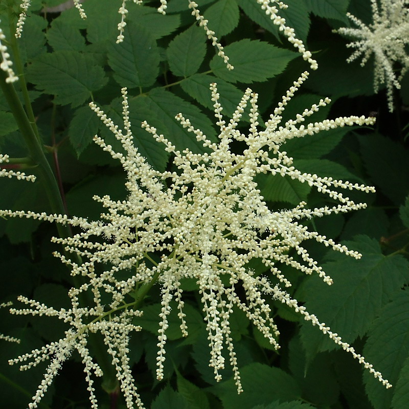 Image of Aruncus sylvestris specimen.