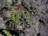 Potentilla argentea