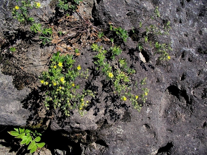 Изображение особи Potentilla argentea.