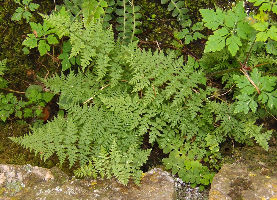 Image of Cystopteris fragilis specimen.