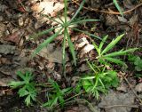 genus Ranunculus