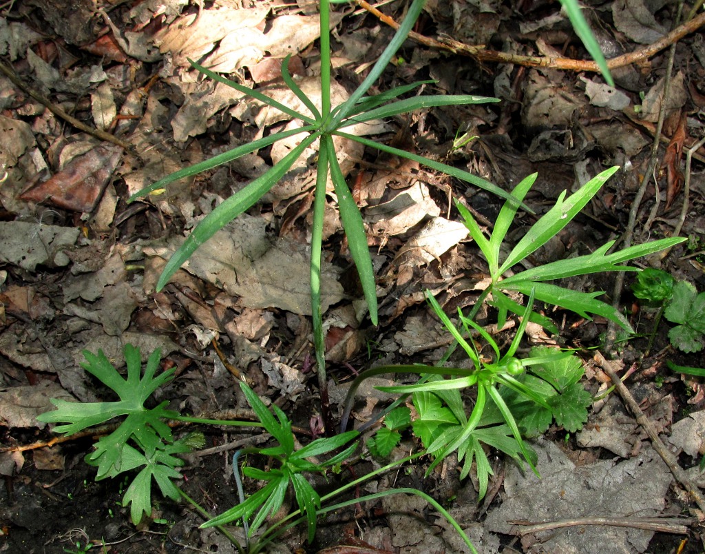 Image of genus Ranunculus specimen.